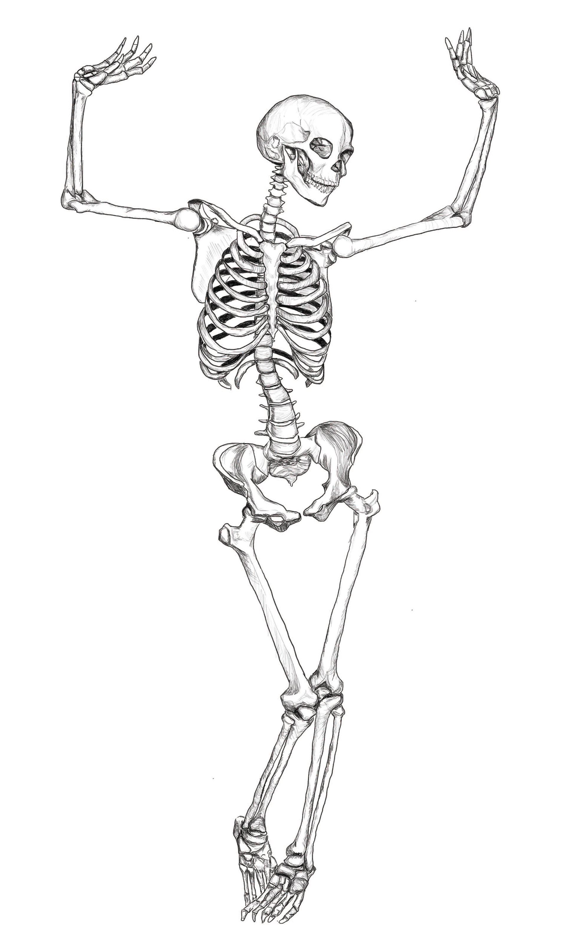 Anatomical Studies — image 1