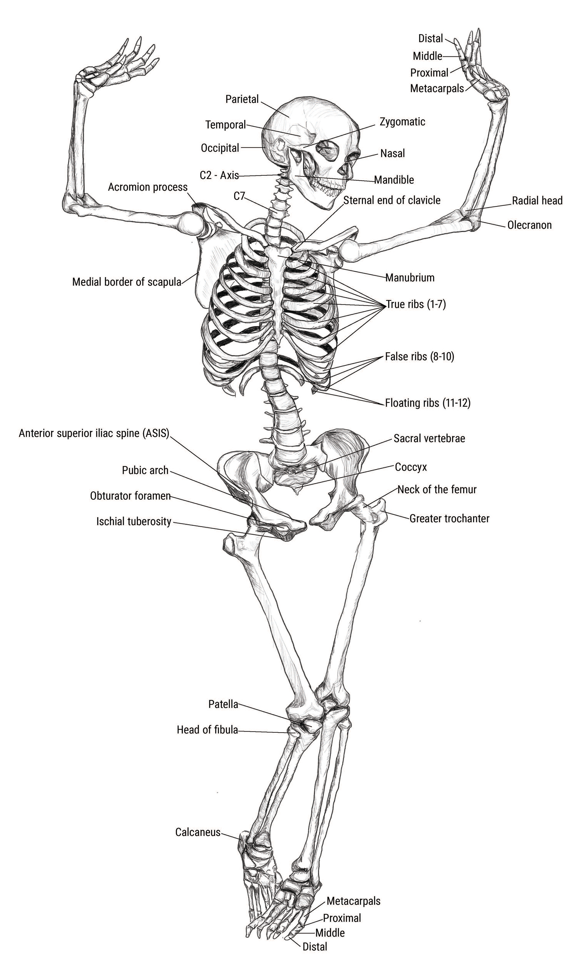 Anatomical Studies — image 2
