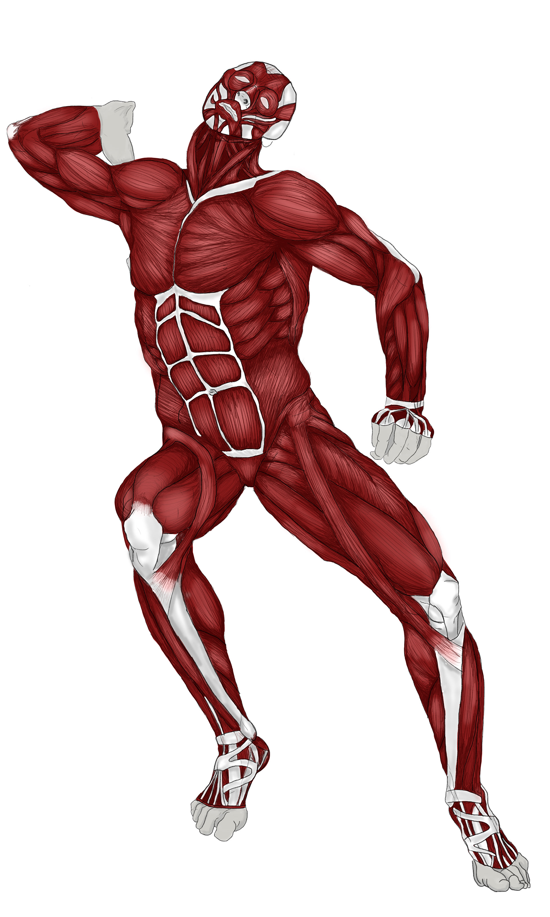 Anatomical Studies — image 3