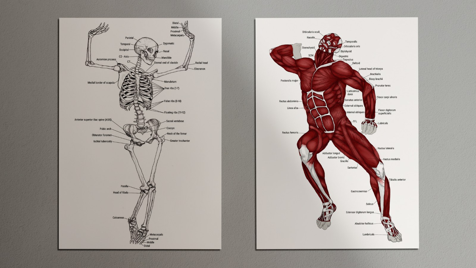 Anatomical Studies